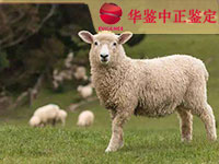 羊做动物亲子鉴定